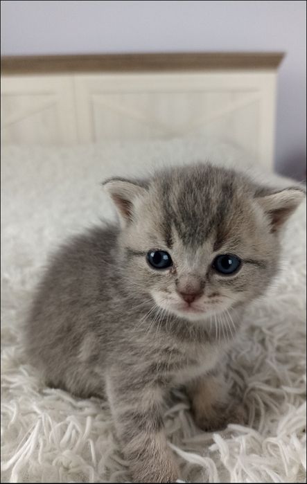 Кошенята породисті