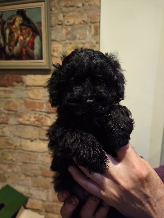 Pudel toy, pudel chłopiec