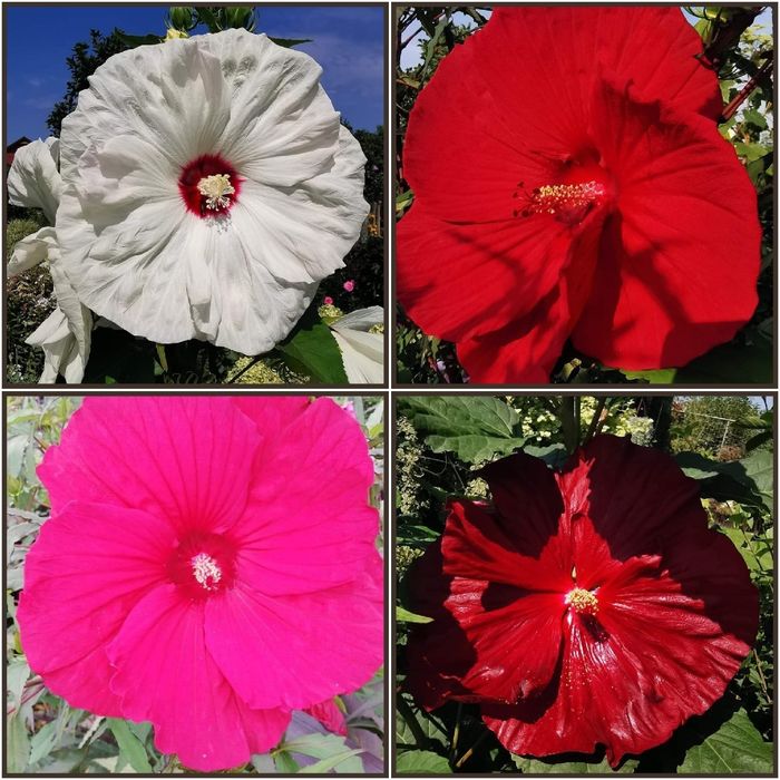 Hibiskus bagienny MIX KOLOR- olbrzymi kwiat 20 szt nasion