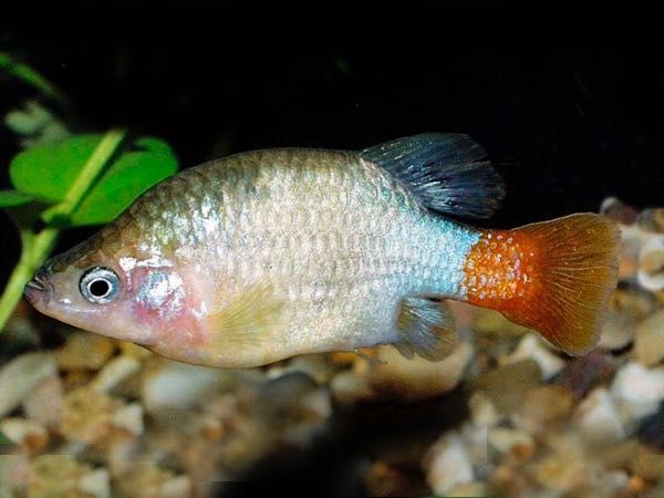 Xenotoca eiseni JUVENIS