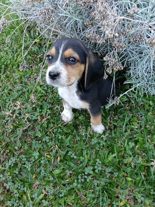 Beagle amoroso 2,5 meses  oportunidade