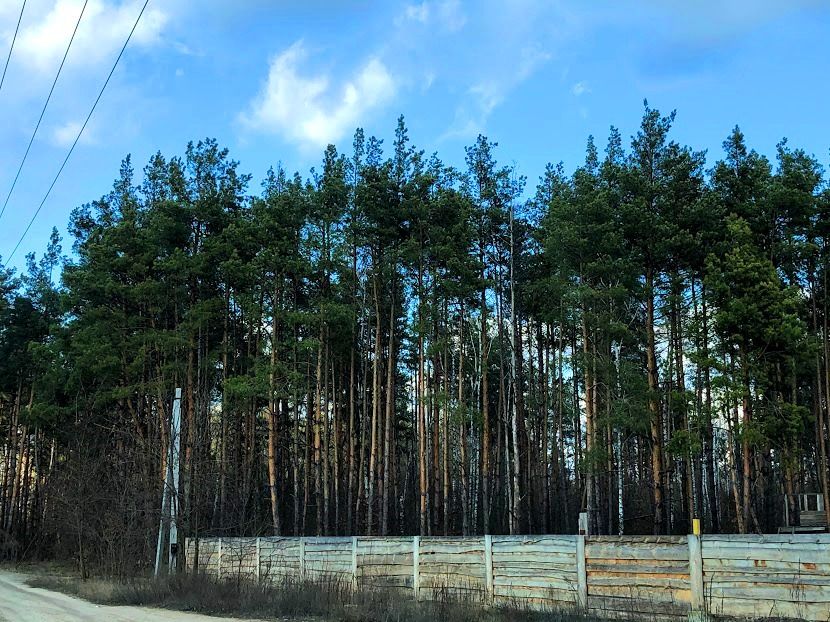 Вишеньки 25 соток у сосновому лісі. 300 метрів затока Дніпра!