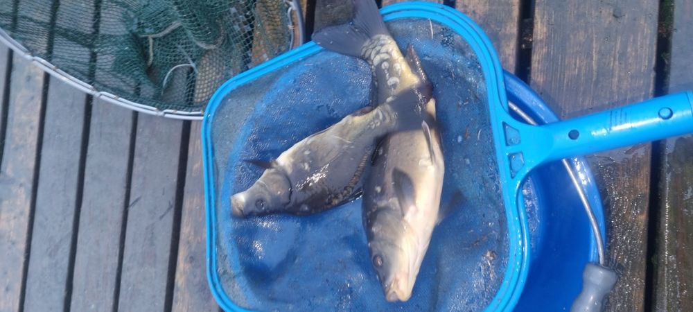 Narybek i kroczek karpia