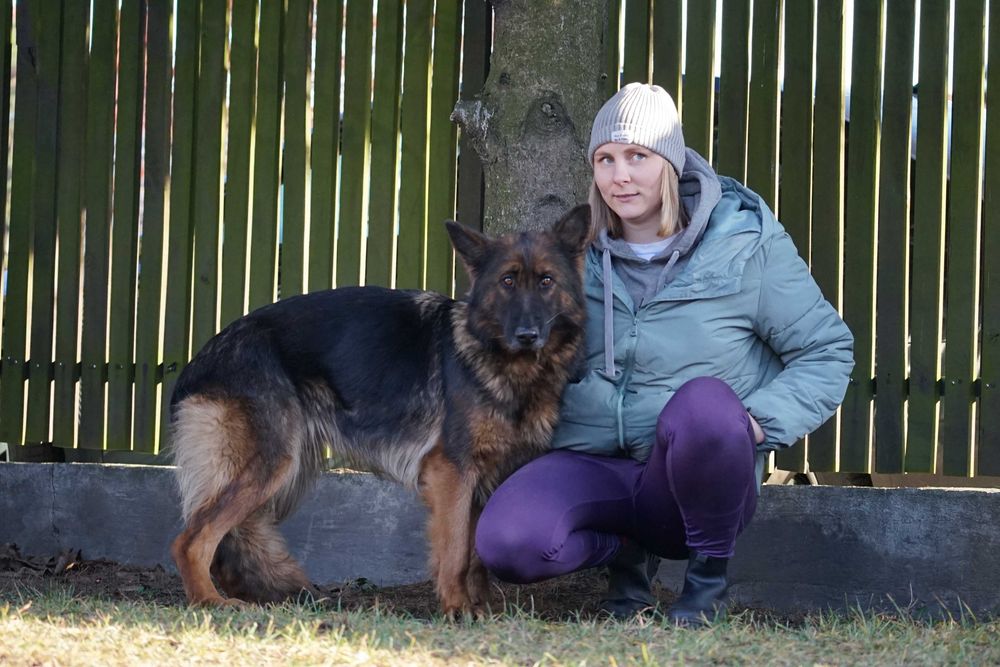 Stopka - śliczna sunia w typie owczarek niemiecki