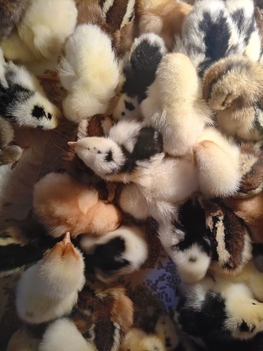 Kurki leghorny tęczanki green shell  dwudniowe