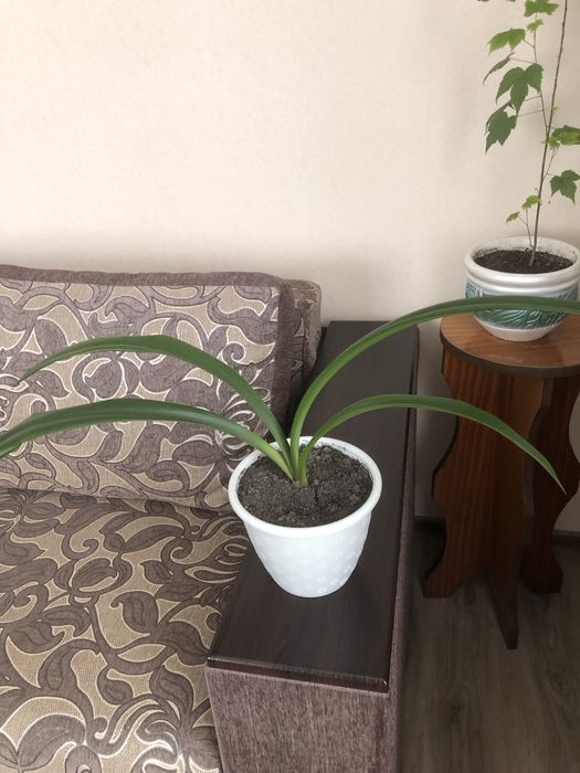 Продам кімнатні рослини Вазон