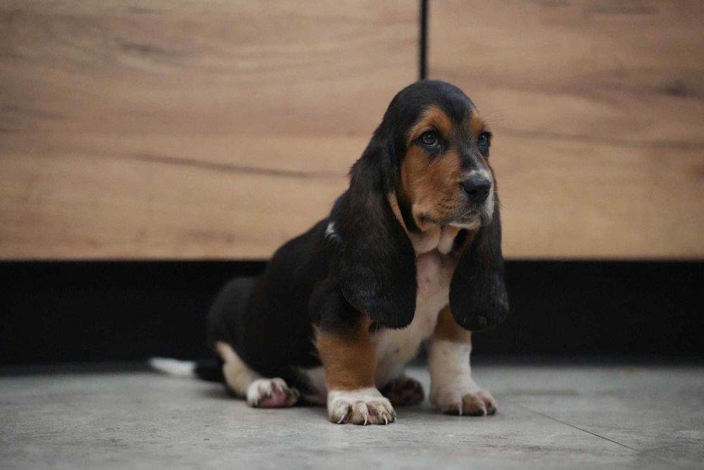 Basset Hound Piesek