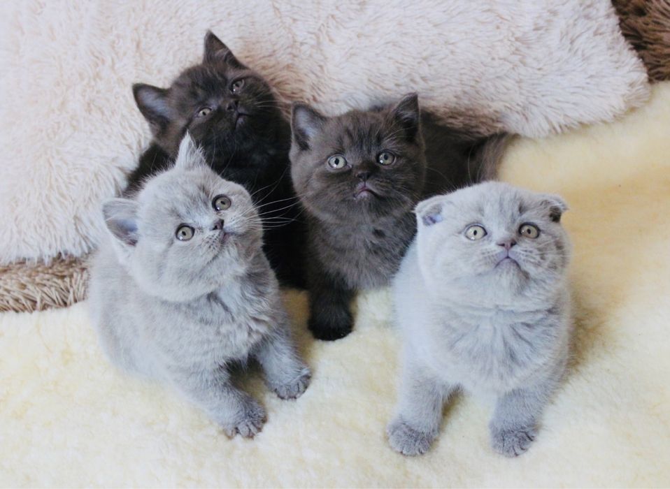 Шотландські кошенята