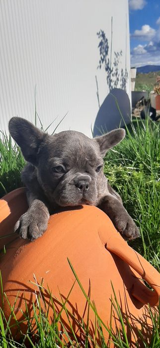 Bulldog  francês blue