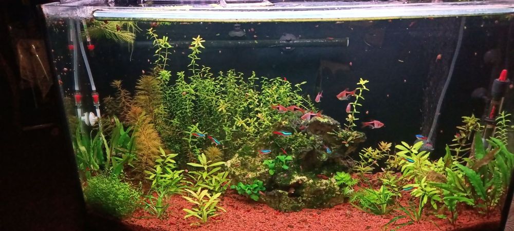 Акваріум в комплекті з обладнанням