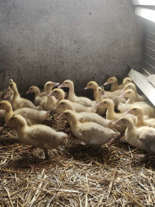 Цыплята, утята, гусята, индюшата.