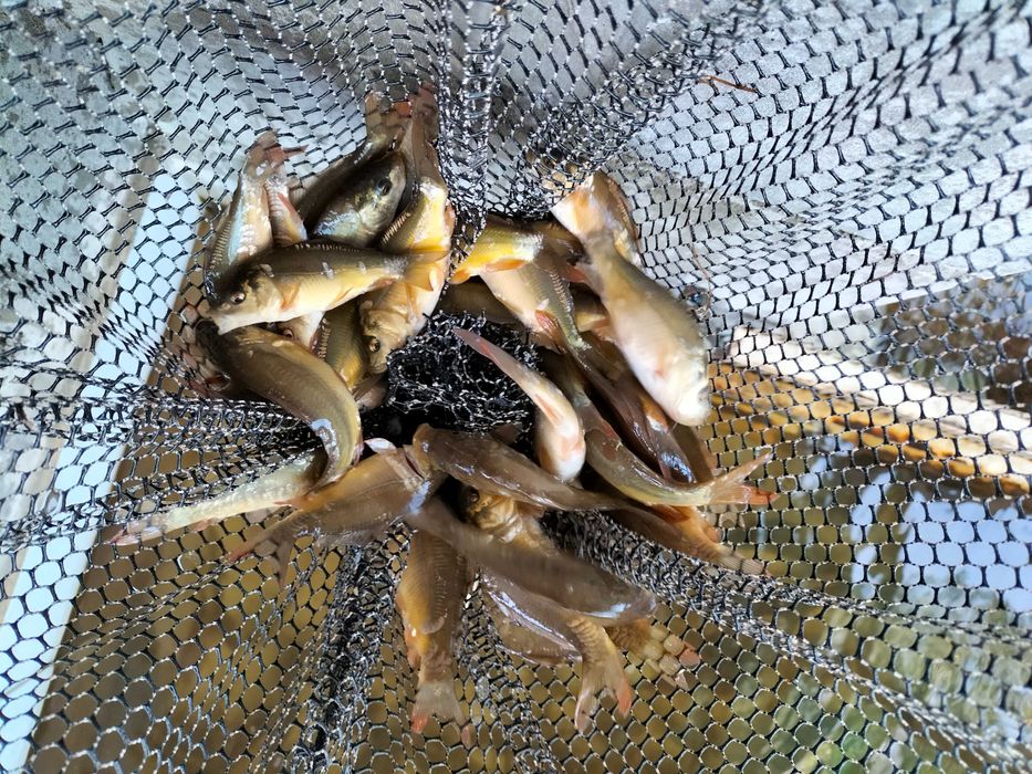 Karp Lin Płoć Jesiotr Pstrąg Amur Węgorz , Narybek , Ryby , Kroczek