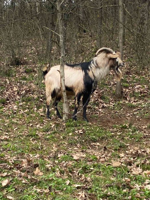 Продаємо цапа (козла)