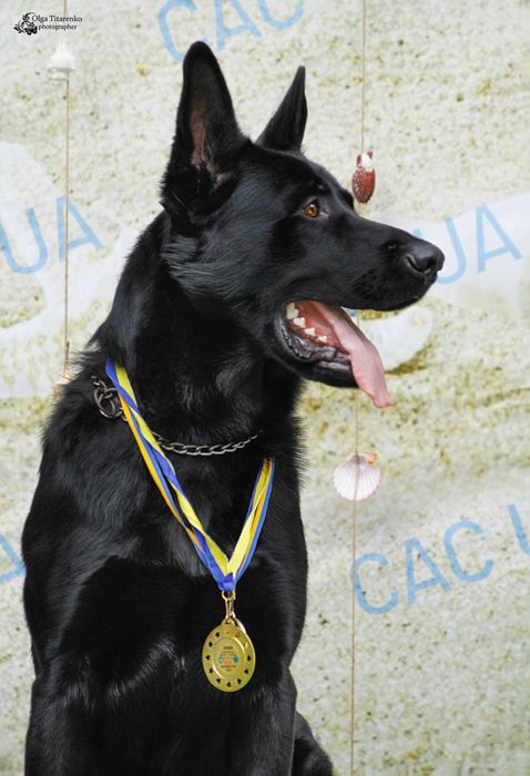 Ценителям  чистокровных  ВЕО, щенки  с  полной  родословной  КСУ