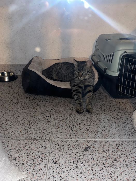 Gata de 5 meses para adoção