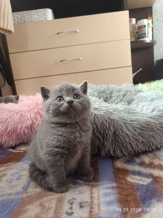 Британське кошеня