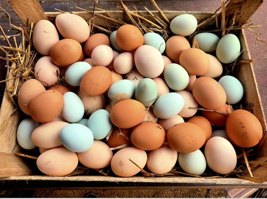 Jaja lęgowe araukana bezogoniasta ja lęgowe araukanów bezogoniastych