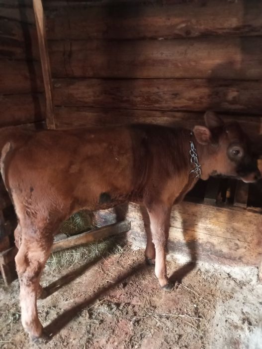 Продам бичка джерсей