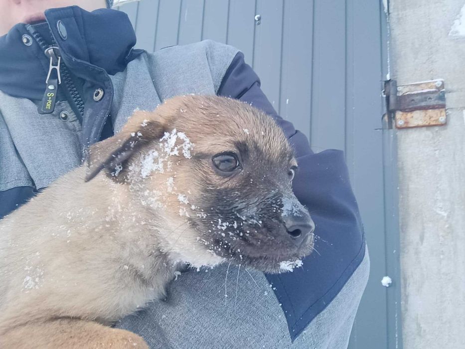 Szczeniaki szukaja dobrych domow