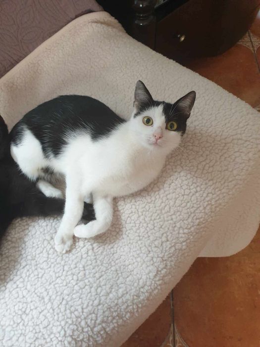 Wysterylizowana ok.1 roku kotka szuka kochającego domku.