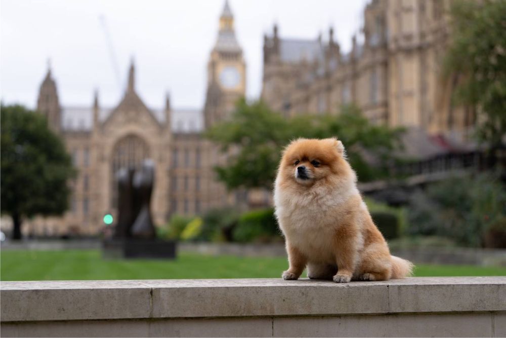 Хлопець шпіц-міні з документами вязка