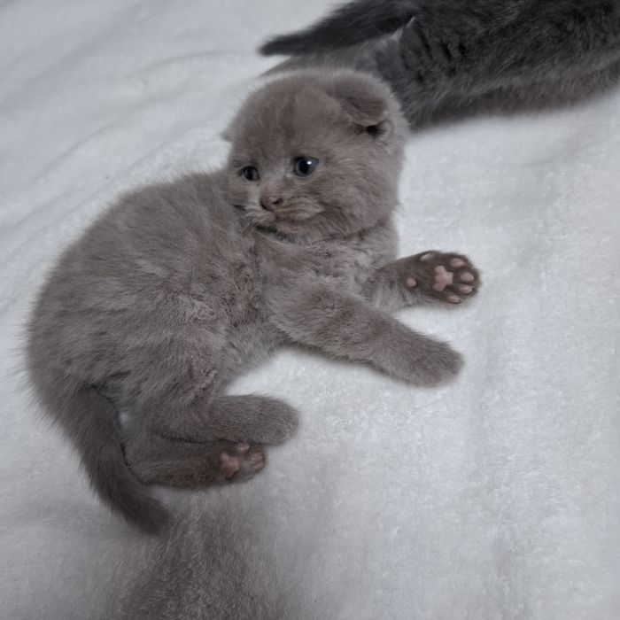 шотландські котята