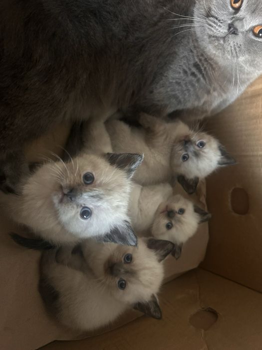 Кошенята блу пойнт