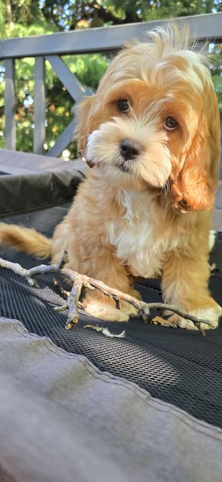 Cavapoo / chłopiec