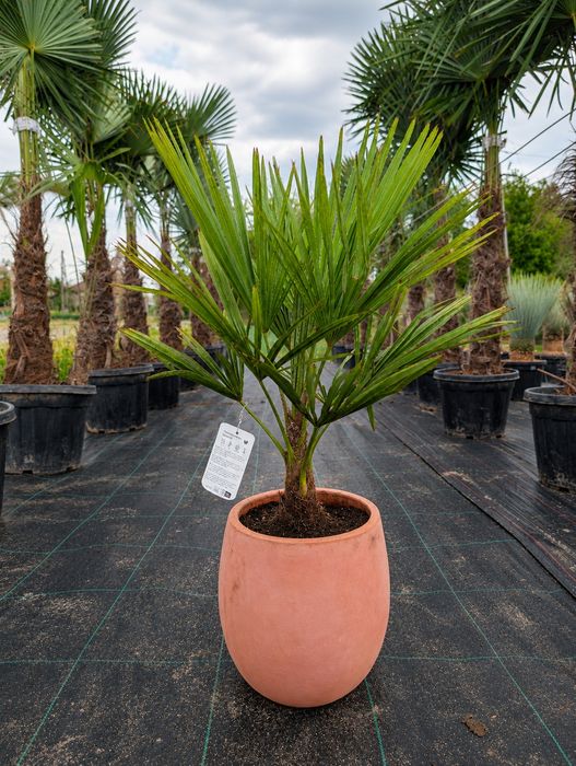 Palma mrozoodporna Trachycarpus fortunei, szorstkowiec, wysyłka kurier