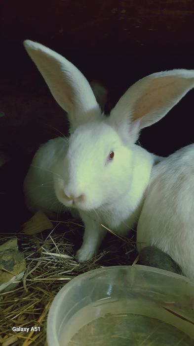 Продую кролі Каліфорнійці одним 5місяців можна злучать, а другим а дру