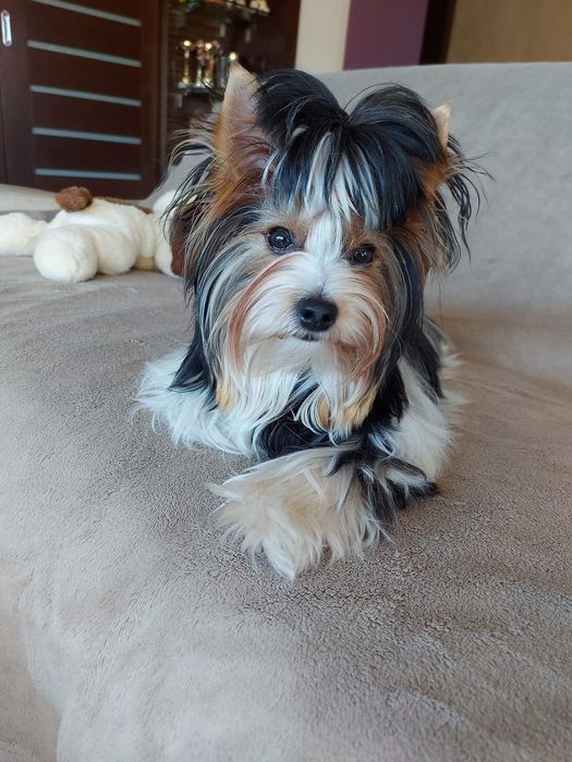 RIO York Biewer do odbioru, rodowód szczepienia