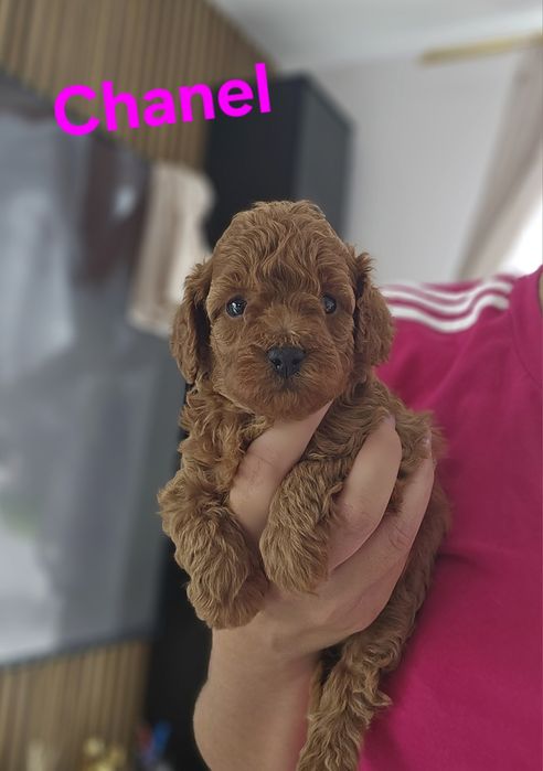 Suczka red brown Chanel