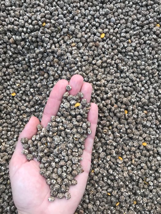 Niepryskany 3 t Łubin gorzki wąskolistny