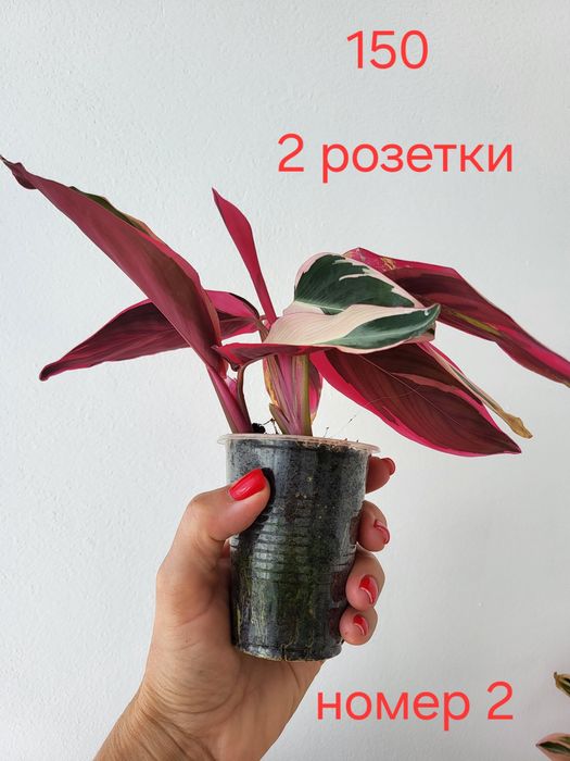 Строманта триколор, Бугенвілія