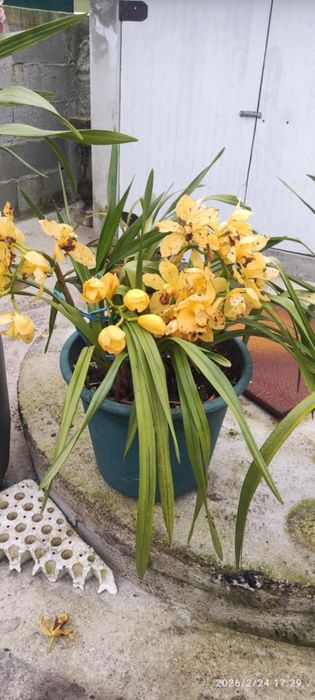 Vaso de orquídea amarela