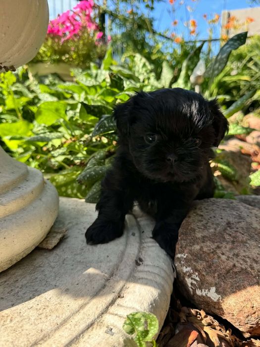 Shih Tzu czarniutkie maleństwo