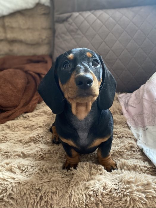 Чорно підпала такса дівчинка