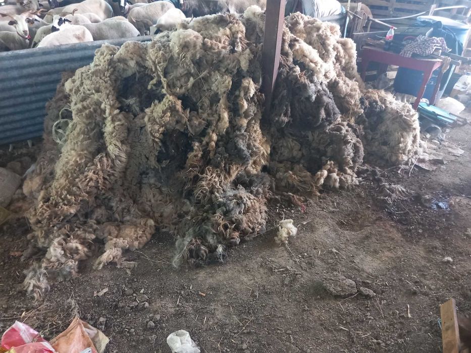 Lã Bruta em Pilha, 100kg , algodão puro, perfeito para artesanato e vida biológica e natural, 1€ kg