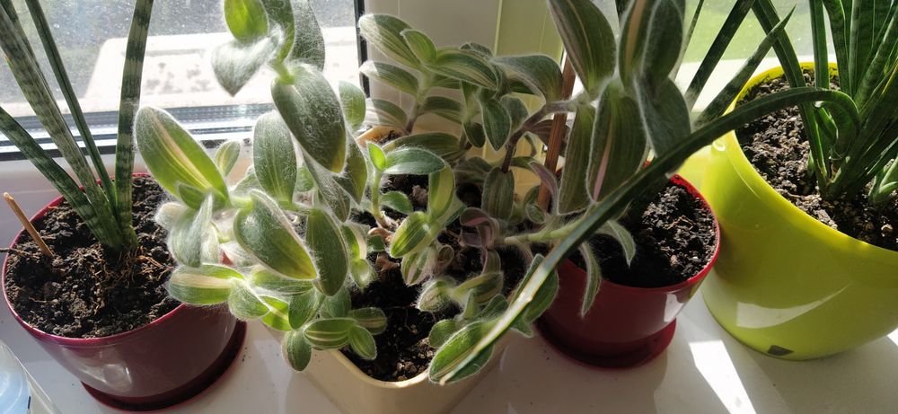 Традесканция Силламонтана