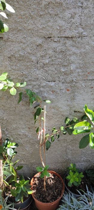 Plantas de carvalho, loureiro, etc...