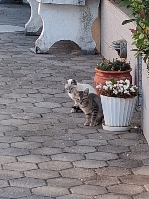 Gatinhos bebés meigos