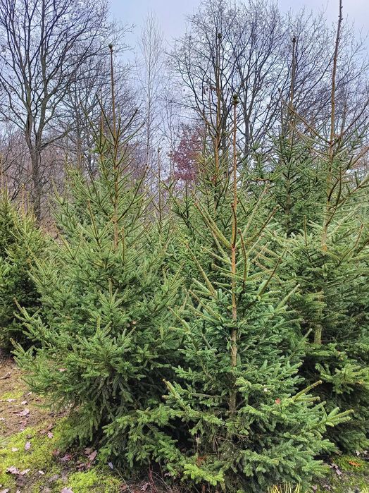 5 letnia plantacja choinek