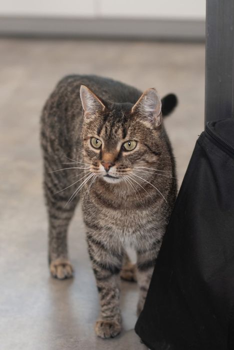 Kwiatek - towarzyski kotek szuka domu