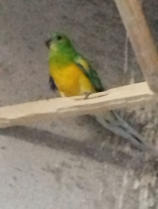 Vendo Ave Red Rumped