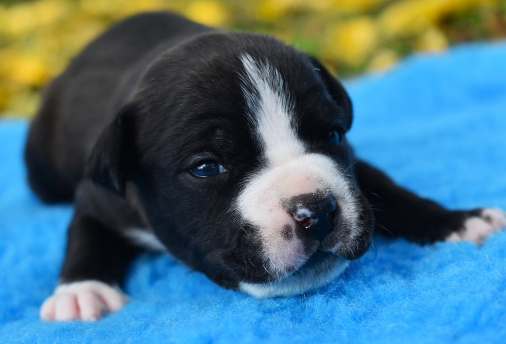 Amstaffy FCI Zkwp American Staffordshire Terrier Night Warrior