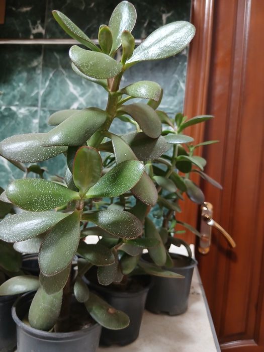Красула,Аглаонема, продам или обменяю