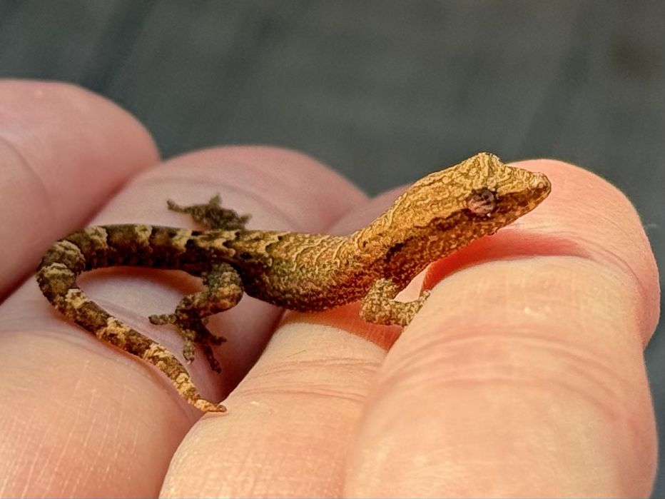 Gekon płaczący Lepidodactylus lugubris młode i dorosłe