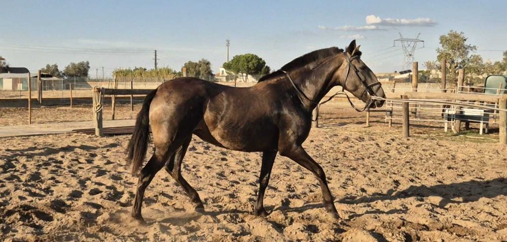 Égua nova PSL, baia, imposante
