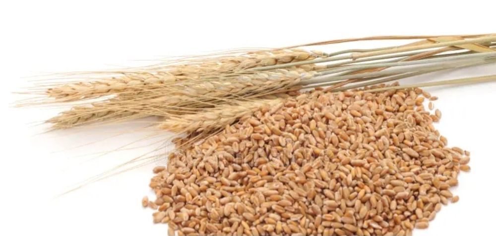Пшениця для куті,посівання або для мікрозелені