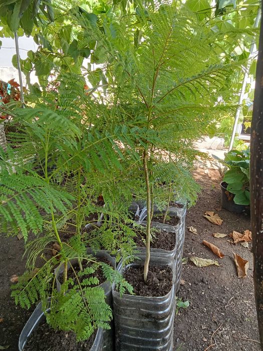 Jacarandás - Planta até 80 cm